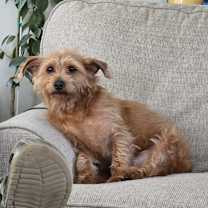 Thumbnail photo of Sophia #2