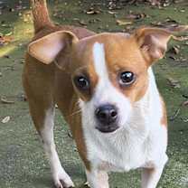 Thumbnail photo of Annie #1