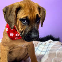 Thumbnail photo of Augustus Maximus “The Chunk” #1