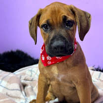 Thumbnail photo of Augustus Maximus “The Chunk” #2