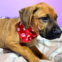 Thumbnail photo of Augustus Maximus “The Chunk” #3