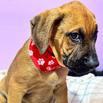 Thumbnail photo of Augustus Maximus “The Chunk” #4