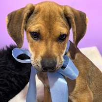 Thumbnail photo of THEODORE “Theo” #1