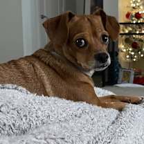adopt-pet