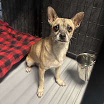 adopt-pet