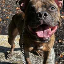 Thumbnail photo of Lucci #2