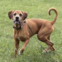 Thumbnail photo of 182613 Charlie #3