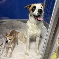adopt-pet