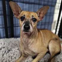 adopt-pet