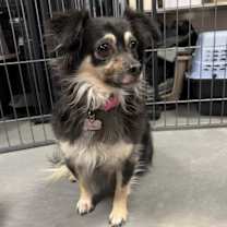 adopt-pet