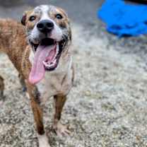 Thumbnail photo of Spade #3