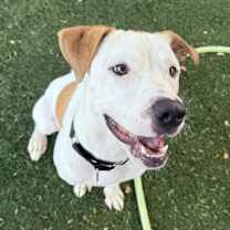 adopt-pet