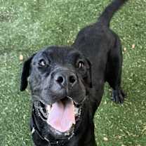 adopt-pet