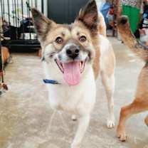 adopt-pet