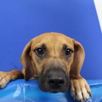 Thumbnail photo of Everest #1