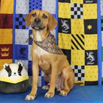 Thumbnail photo of Everest #2