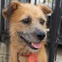 adopt-pet