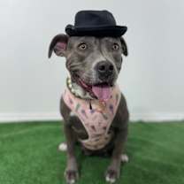 Thumbnail photo of Madame #3