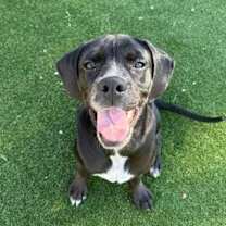 Thumbnail photo of G Dog #1