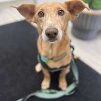 adopt-pet