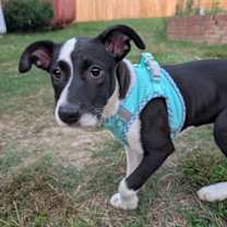 Thumbnail photo of Cocoa Puff #1