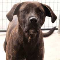 Thumbnail photo of Hercules #2