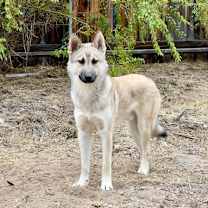 Thumbnail photo of Aspen #1