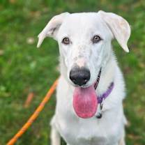 Thumbnail photo of Honey #1