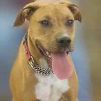 Thumbnail photo of Butters #1