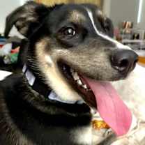 Thumbnail photo of Honeysuckle #4