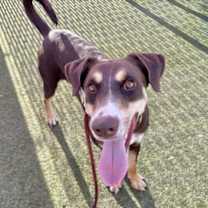 adopt-pet