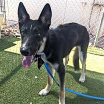 adopt-pet