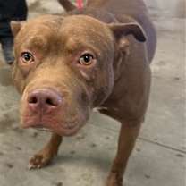 adopt-pet