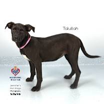 Thumbnail photo of Talullah #3