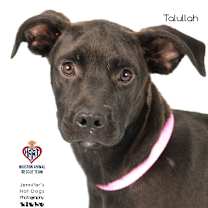 Thumbnail photo of Talullah #4