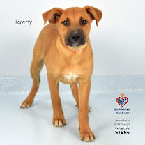 Thumbnail photo of Tawny #3