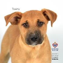 Thumbnail photo of Tawny #4