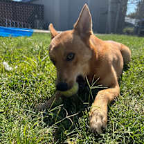 Thumbnail photo of Frisbee #1