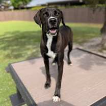 Thumbnail photo of Guanica litter -Marcus #1