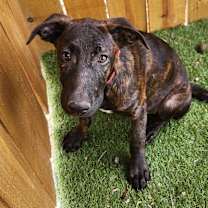 Thumbnail photo of Bebe JuM #4