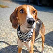 Thumbnail photo of Shepherd #1