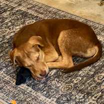 Thumbnail photo of LOUIE #2