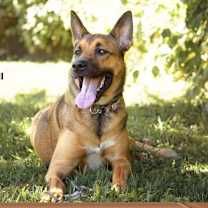 adopt-pet