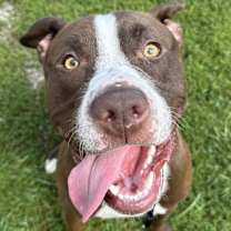 Thumbnail photo of Rye Bread #3