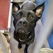 adopt-pet