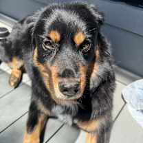 Thumbnail photo of Adams #1