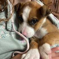 Thumbnail photo of Munchie #2