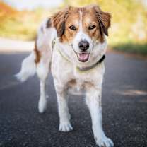 adopt-pet