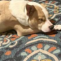 Thumbnail photo of Kruz #2