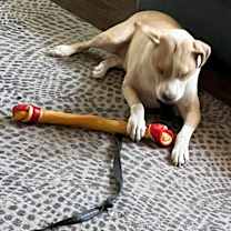 Thumbnail photo of Kruz #3